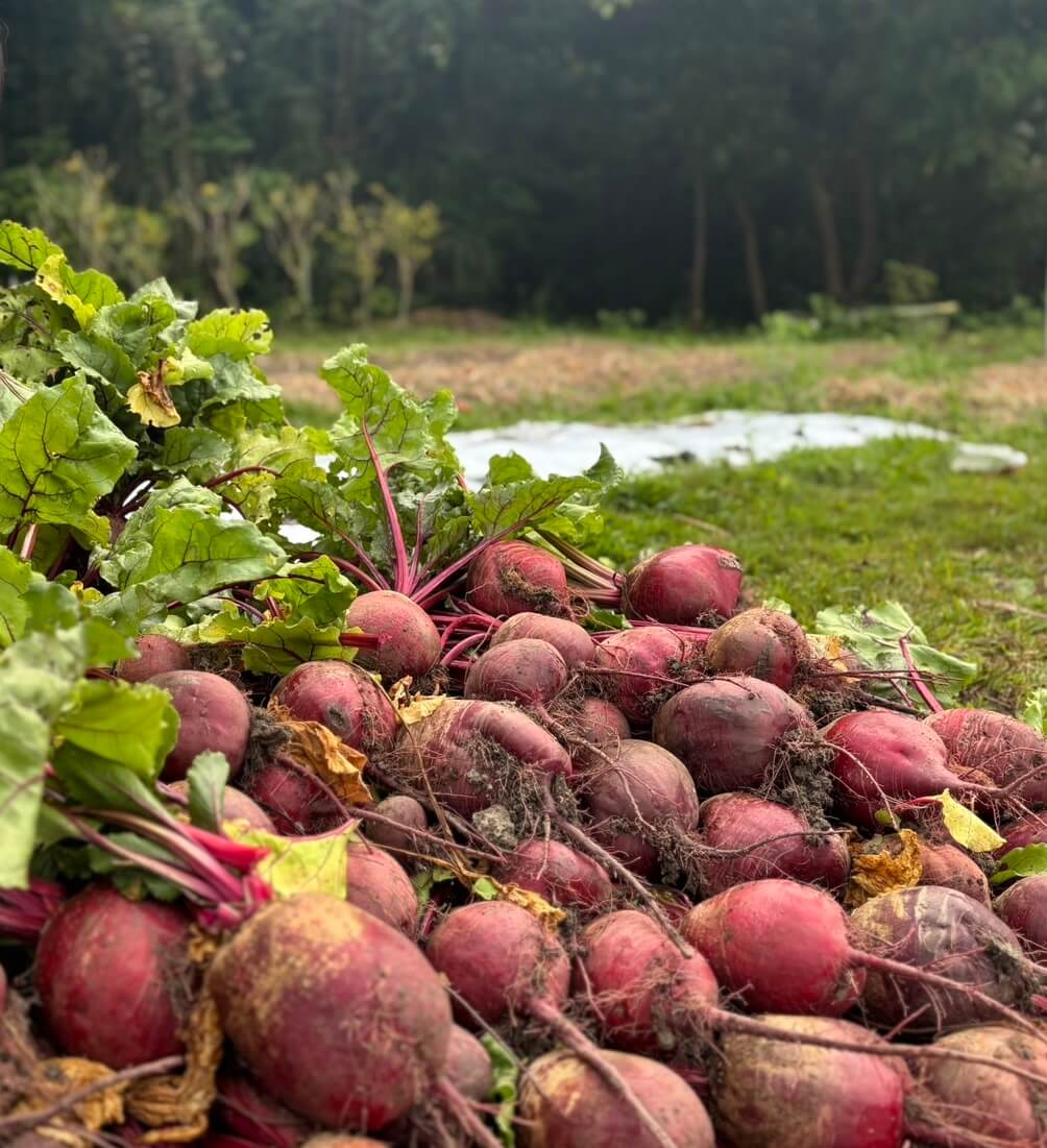 沖縄で育つビーツ